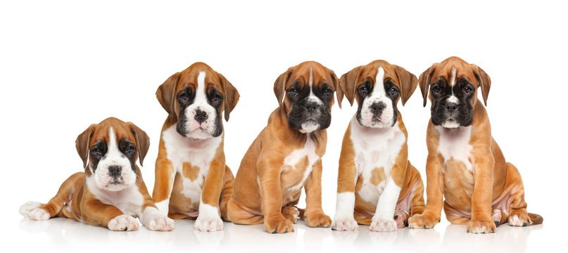 Boxer Puppies For Sale