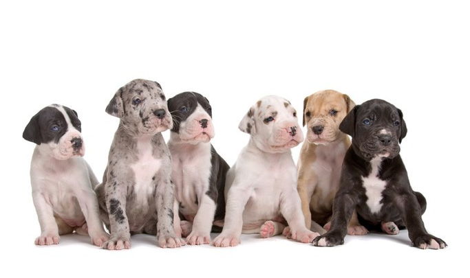 Great Dane puppy for sale near me from Boxer Puppy Hub