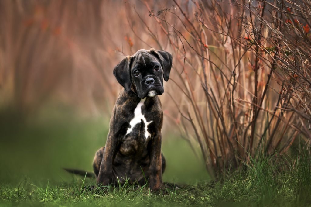 playful brindle Boxer puppy ready for adoption