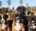 Boxer Puppies for Sale in California: Finding a Healthy Boxer Puppy for Your Family